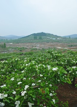 山楂園