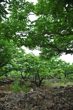 樹林 綠樹
