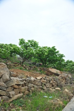 山楂園