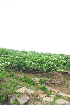 綠樹 樹林