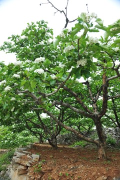 山楂樹