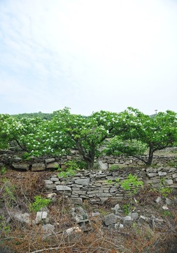 果園