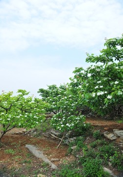 果園