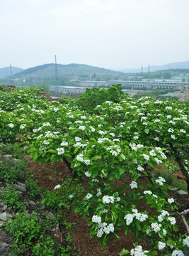 果園