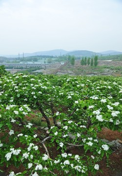 山楂園