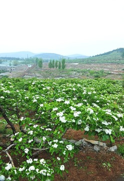 果園 山楂花
