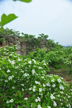 山楂樹 果園