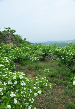 果園 山楂園