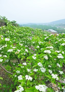 白色山楂花