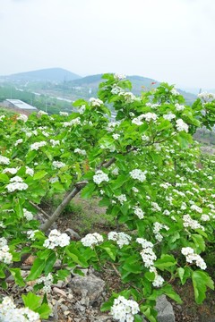 果園 盛花期