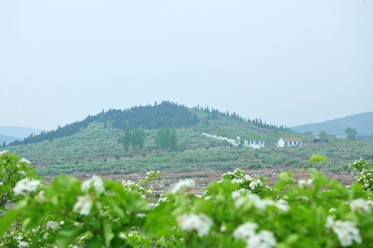 山景 果園