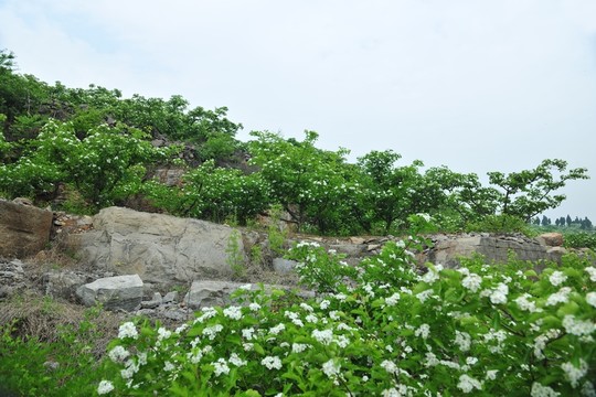 果園 果樹