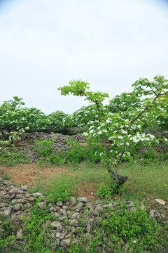 山楂花