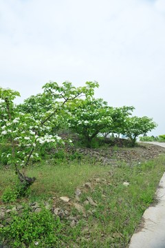 山楂園 果園