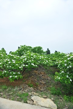 山楂花  山楂園