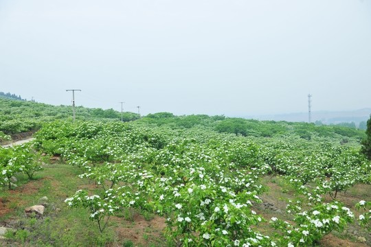 山楂園 山楂樹(shù)