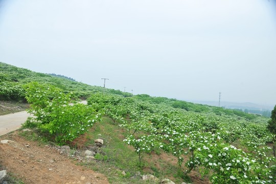 果園