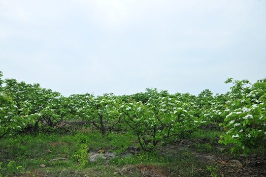 果園 樹林