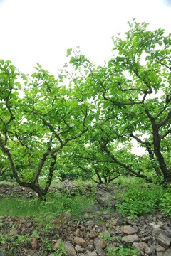 綠樹背景