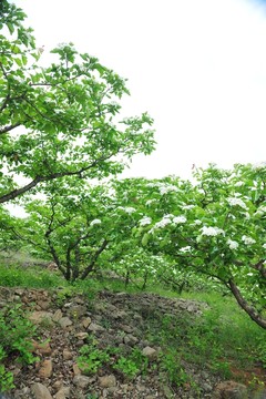 樹林 綠樹