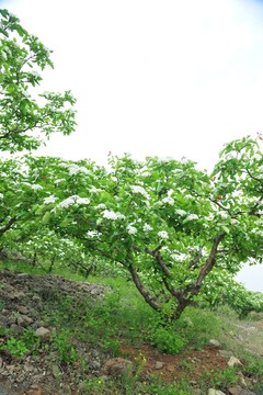 山楂花