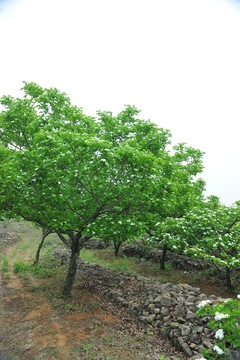 樹林  樹木