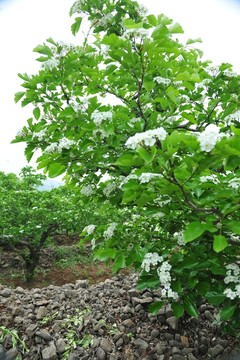 綠樹