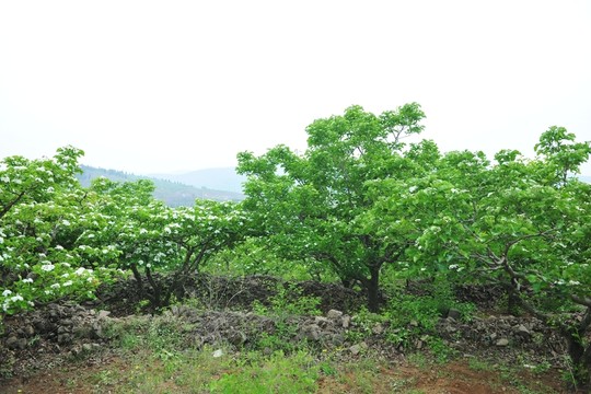 果園 山楂園 樹(shù)林