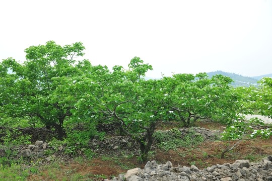 果園 樹林