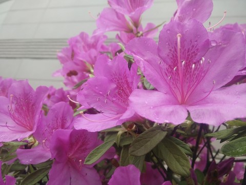 杜鵑花