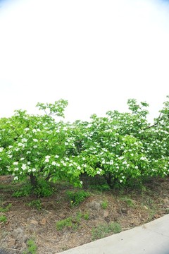 山楂花