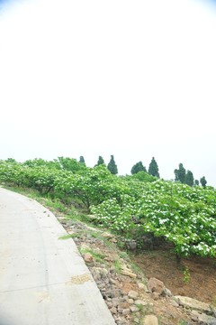果園 樹木