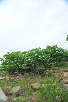 山楂園 果園