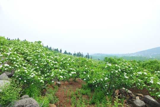 果園 種植園