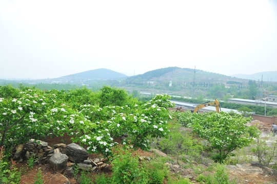 山楂園