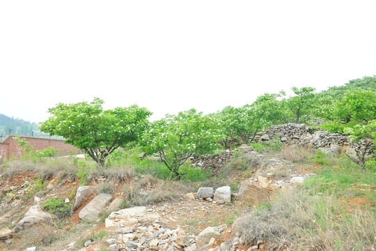 山楂園 山楂樹