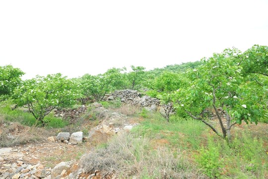 果園 山楂園