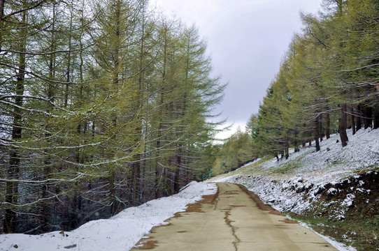 蘆芽山雪后林間公路