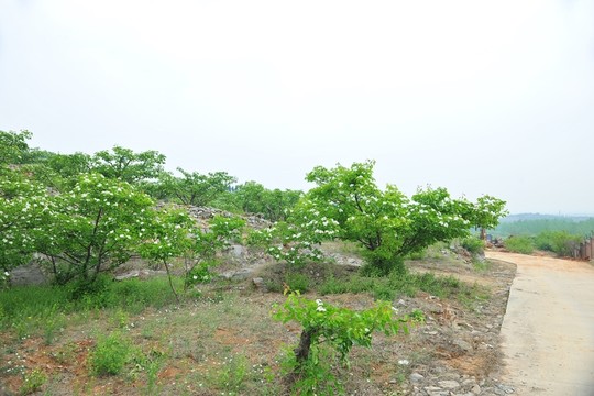 山楂花