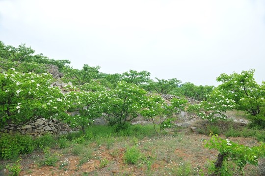 果園 果樹