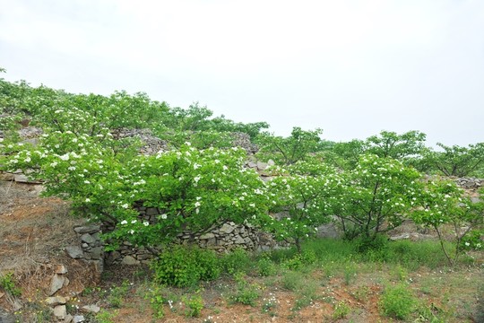 山楂樹