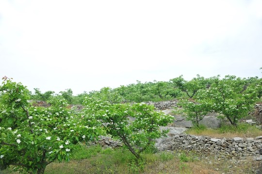果園 果樹