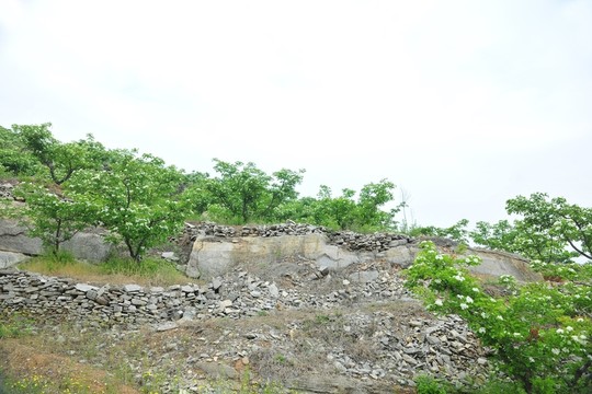 果園 山楂園