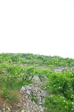 綠樹背景
