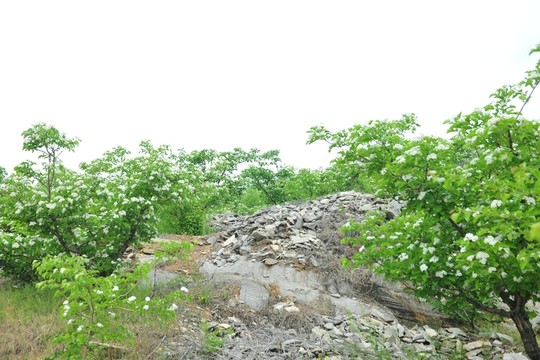 山楂園 果園
