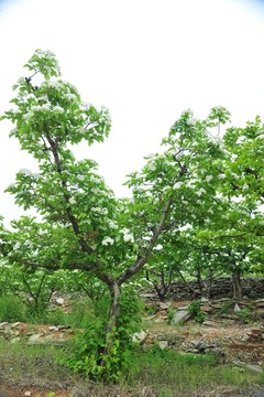 果樹 山楂樹