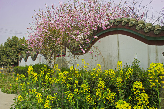 桃花