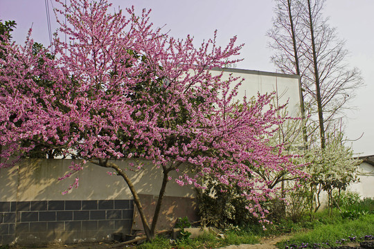 桃花