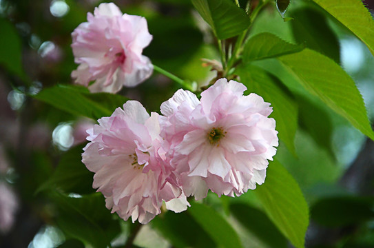 櫻花