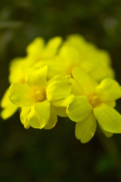 迎春花